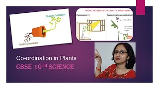 PhototropismChemotropismGeotropismHydrotropismCoordinationInPlantsCBSE10thBiology [upl. by Breban138]