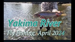 Fly Fishing the Yakima River April 2024 Epic Trout Battles and Stunning Scenery [upl. by Aimik]