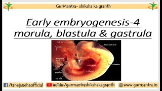 GASTRULA STAGE  IMPORTANT EVENTS IN EMBRYOGENESIS  PART4 [upl. by Steen]