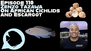 Ep 110  Zenzo Tazawa on African Cichlids and Escargot [upl. by Hanfurd768]