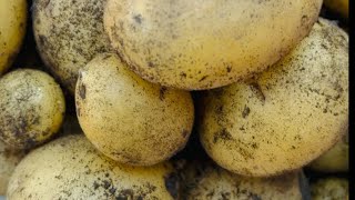 Organic Potatoes from Planting to Harvest 85 Days [upl. by Adnilim787]