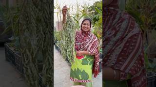 How to Store Curry Leaves Karri Patta for Lasting Full of Flavor curryleaves organicfarming [upl. by Zanas572]