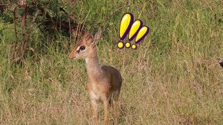 Dik Dik alarm calls after seeing a nearby leopard [upl. by Nylrehc739]