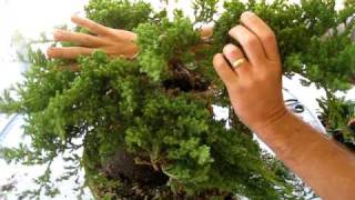 How to Create a Bonsai Tree From a Nursery Juniper Part One [upl. by Ecilegna]