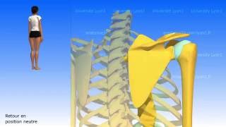 La escápula Los movimientos de la escápula [upl. by Nairam864]