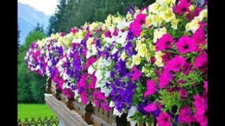 COMO CULTIVAR PETUNIAS Petunias surfinias cuidado y cultivo Mi diario de Jardín [upl. by Eelana705]