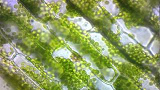 elodea cytoplasmic streaming [upl. by Alema]