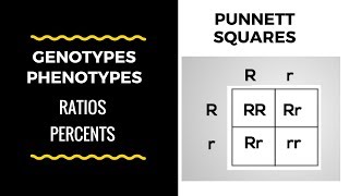 How to determine Genotypic Ratio and Phenotypic Ratio in monohybric crossing using punnett square [upl. by Jenifer]