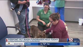 Pierpont vet tech students hold pet washing fundraiser in Clarksburg [upl. by Lorsung]