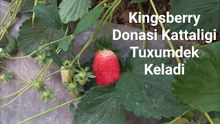 Kingsberry Mevasini Kattaligi Tovuq Tuxumidek Keladi Adbor [upl. by Nisay]