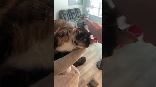 How many pats till Kitty 2 gets mad catvideos [upl. by Kassia553]