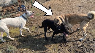 EJDER BARONA DALINCA AYI AFFETMEDİ KANGAL VE CANE CORSO [upl. by Enailuj800]