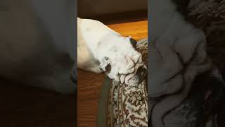 English Bulldog Snoring [upl. by Redfield]