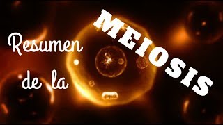 RESUMEN DE LA MEIOSIS [upl. by Hiroko]