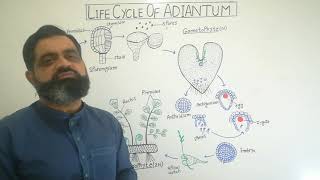 Life cycle of Adiantum Urdu Hindi medium profmasoodfuzail Maiden hair fern  Class Felicini [upl. by Buck]