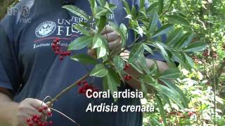 coral ardisia Ardisia crenata [upl. by Keraj343]