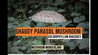 Shaggy Parasol Mushroom  Identify and Forage [upl. by Arda]