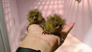 So Cutest Marmoset Monkey  Cute pygmy marmoset [upl. by Allenrac]