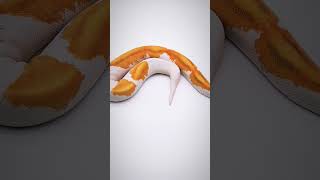 3 Beautiful colours of Ball python animals snake phython animals ytshorts [upl. by Lowenstern]