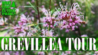 The ULTIMATE GREVILLEA FLOWER TOUR  Exotic and Unique BLOOMS [upl. by Nyrek]