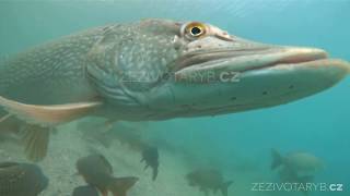 Freshwater fish Northern pike Esox lucius swimming with carps Underwater world [upl. by Natie]