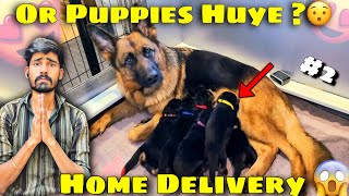 Firse puppies Huye😱l German shapherd dog delivery l dog giving birth l German shapherd giving birth [upl. by Olivia]