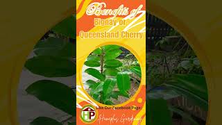 🍀 Bignay Benefits Medicinal Properties Aids in Digestion AntiDiabetic Healthy Heart  See Comment [upl. by Ahsiena]