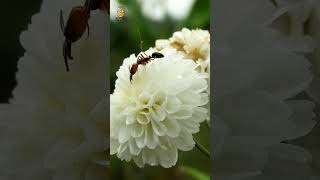 The Madagascars Unique Beetle  Giraffe Weevil animals [upl. by Ahsenhoj]