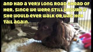 Inspiring dog after spinal cord injury [upl. by Eeslehc570]