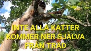 Inte alla katter kan komma ner själva från träd  NINJATAY [upl. by Erised89]