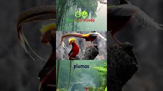 FAIZAN DORADO  AVES EXOTICAS aves viralshorts [upl. by Chas]