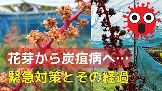 【山の楽園 Ep24】失敗から学ぶアーウィンマンゴー栽培：移植後の枝枯れと再生のステップ【雨に打たれた炭疽病からの立ち直り】 [upl. by Yasibit]