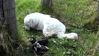 Maremma sheepdog learning to look after goat kids [upl. by Sorel]