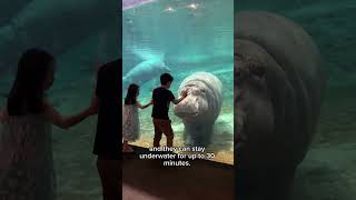 5 things to know about hippos animallover animals hippo zoo cute learning inspiration funny [upl. by Ecar179]