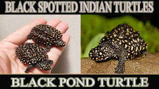 Black Spotted Indian Turtle Care Food Shelter  Black Pond Turtle  Hamilton Turtle [upl. by Akcimat]