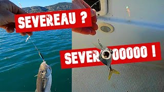 Le MICRO JIG est PARFAIT pour pêcher les SEVEREAUX 😉 en mars [upl. by Gwynne]