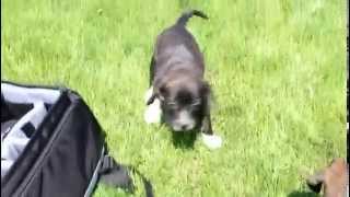 Boglen Terrier Puppies  wwwgreenfieldpuppiescom [upl. by Rubens]