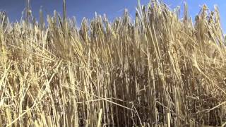 Highest barley yield Timaru farmer sets world record [upl. by Herzog]