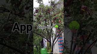 apple treenature song [upl. by Ruckman]