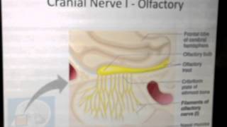 Cranial Nerves 1 of 12 Olfactory Nerve  Head and Neck Anatomy 101 [upl. by Eenat]