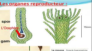 Biologie végétale les Bryophytes botanique [upl. by Galven]