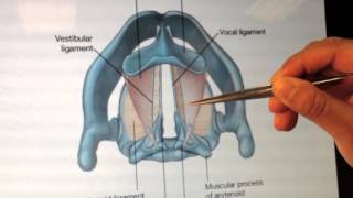 Larynx Anatomy 2 of 5 Cartilages and Membranes Part 2  Head and Neck Anatomy 101 [upl. by Chace]