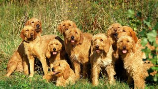 Unleashing the Herding Instincts of the Brittany Dog [upl. by Eladnar]