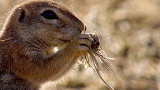 How Ground Squirrels Keep Cool in The Summer [upl. by Stedt]