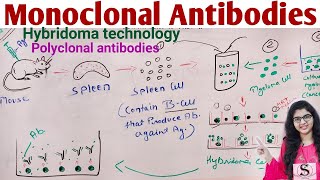 Monoclonal Antibodies  Hybridoma Technology Production of Monoclonal Antibodies [upl. by Arhsub580]