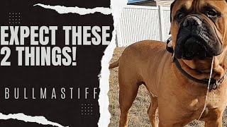 BULLMASTIFF  2 Things You Must Get Used To [upl. by Kussell]