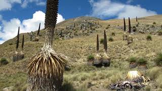 Huaraz Huascaran National Park Puya Raimondii one of the most impressive plants June 2019 [upl. by Shelli414]