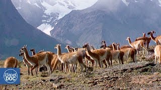 Travel to Chilean Patagonia Torres del Paine  Full Documentary [upl. by Elmira]