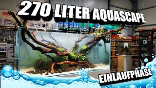 Das 270 Liter Aquascape Show Aquarium nach 1 Woche Einlaufphase [upl. by Eyak]