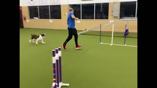 Springer Spaniel Agility Run [upl. by Eimmis]